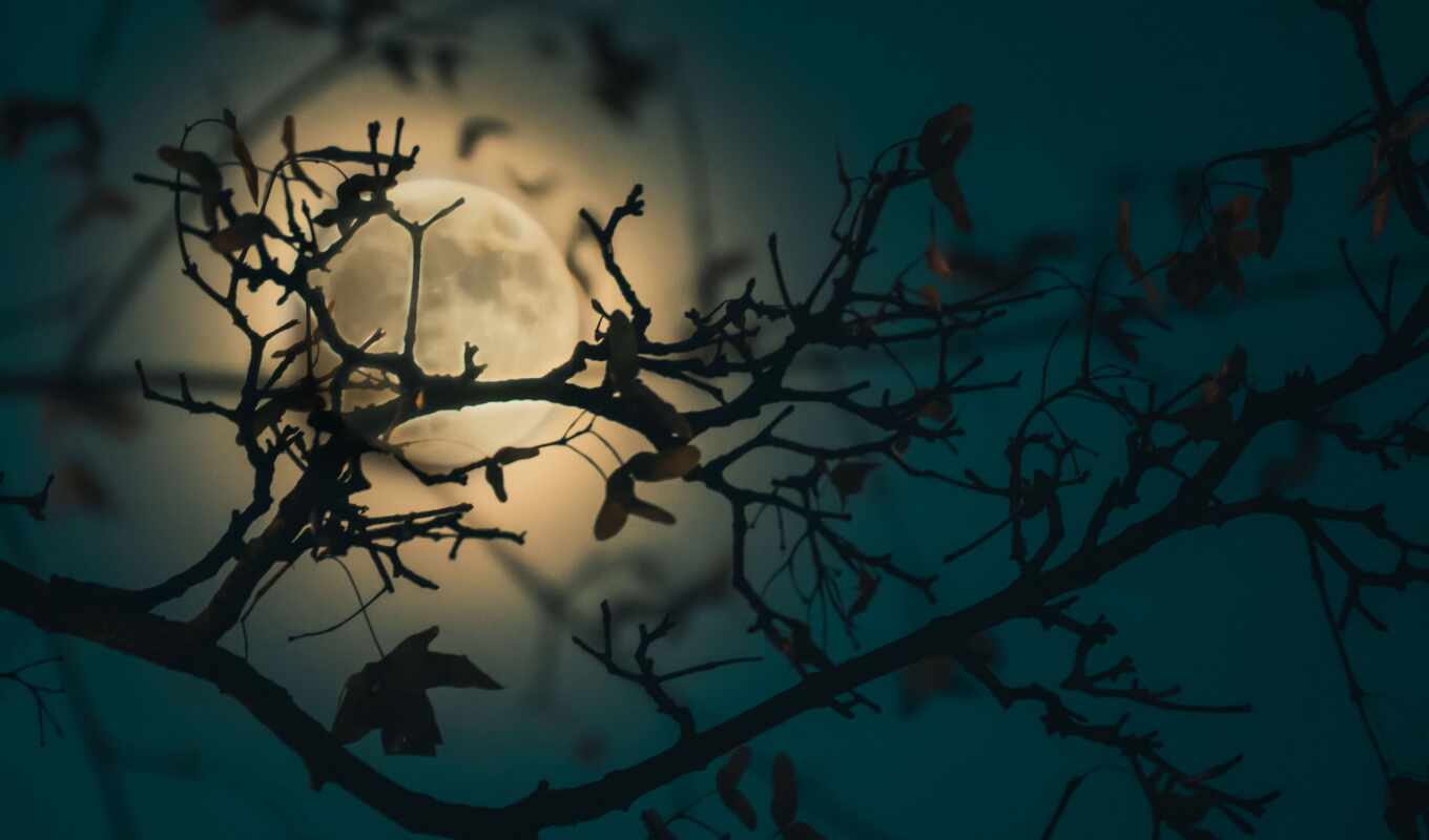 луна, branch