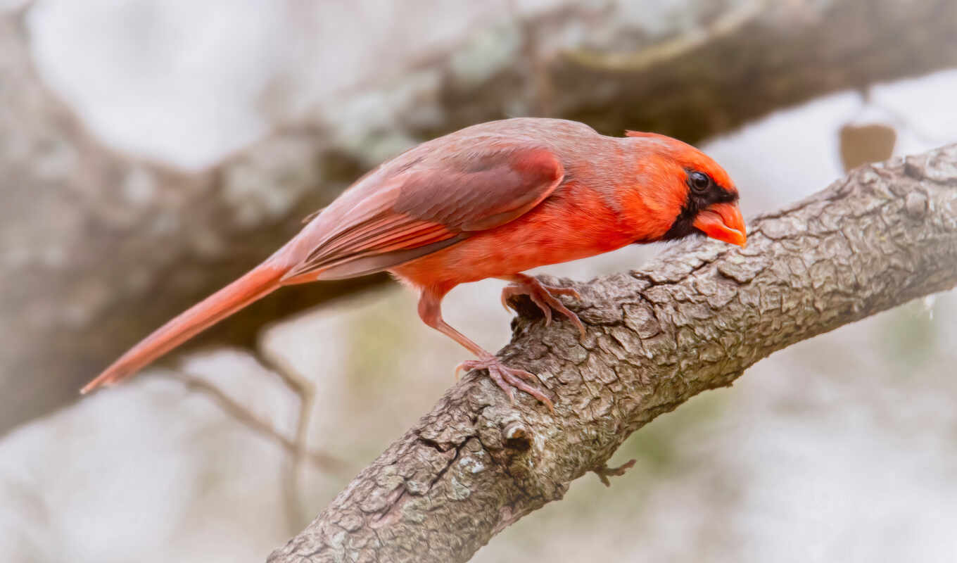 птица, кардинал