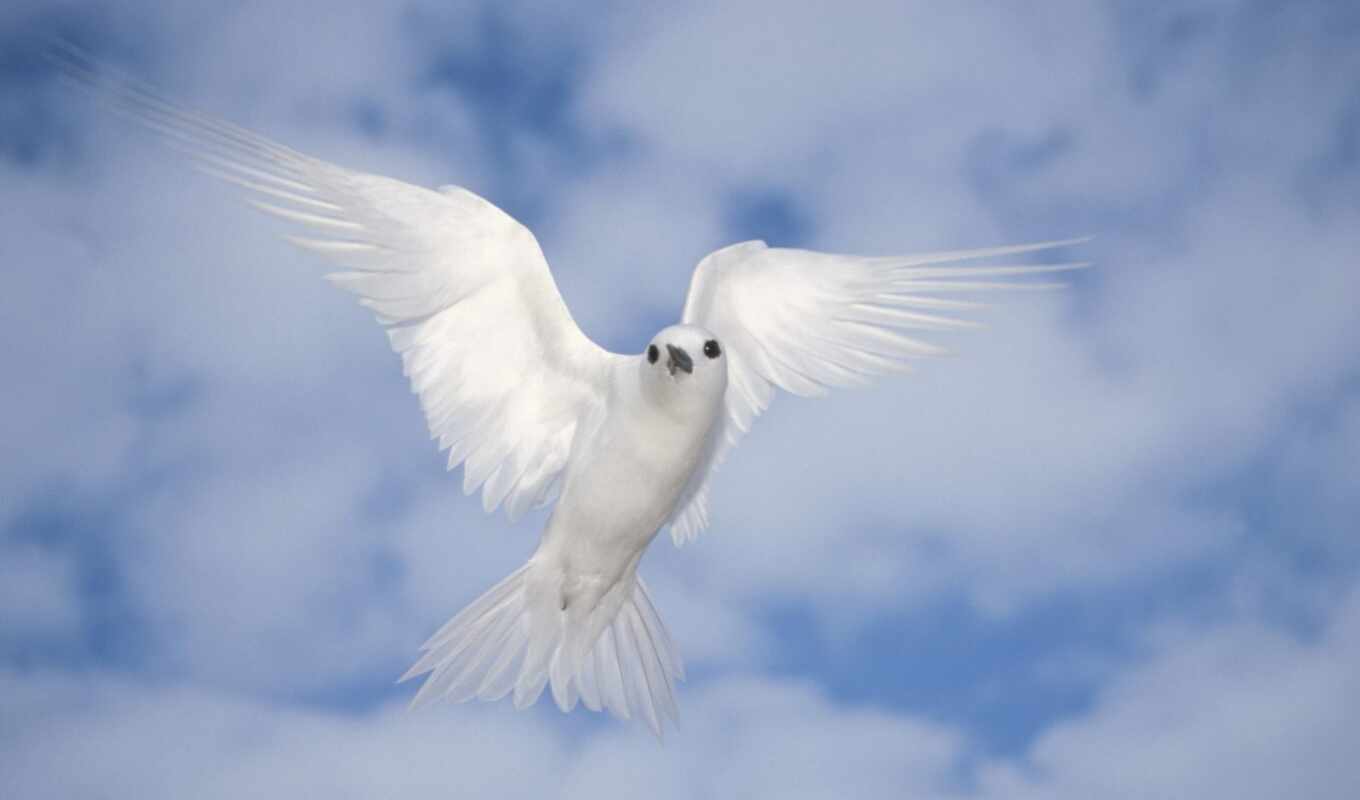 небо, фото, white, птица, animal, peace, fly, dive