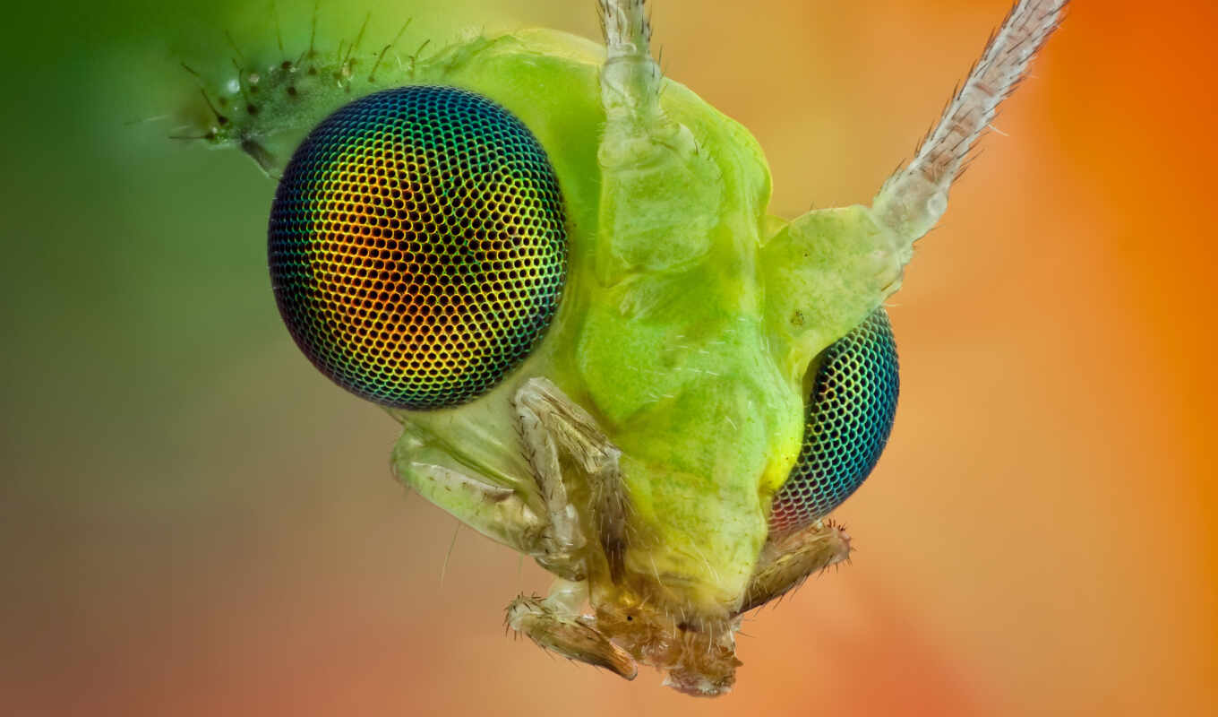 глаз, свет, насекомое, жук, ус, гусеница, насекомого, насекомые
