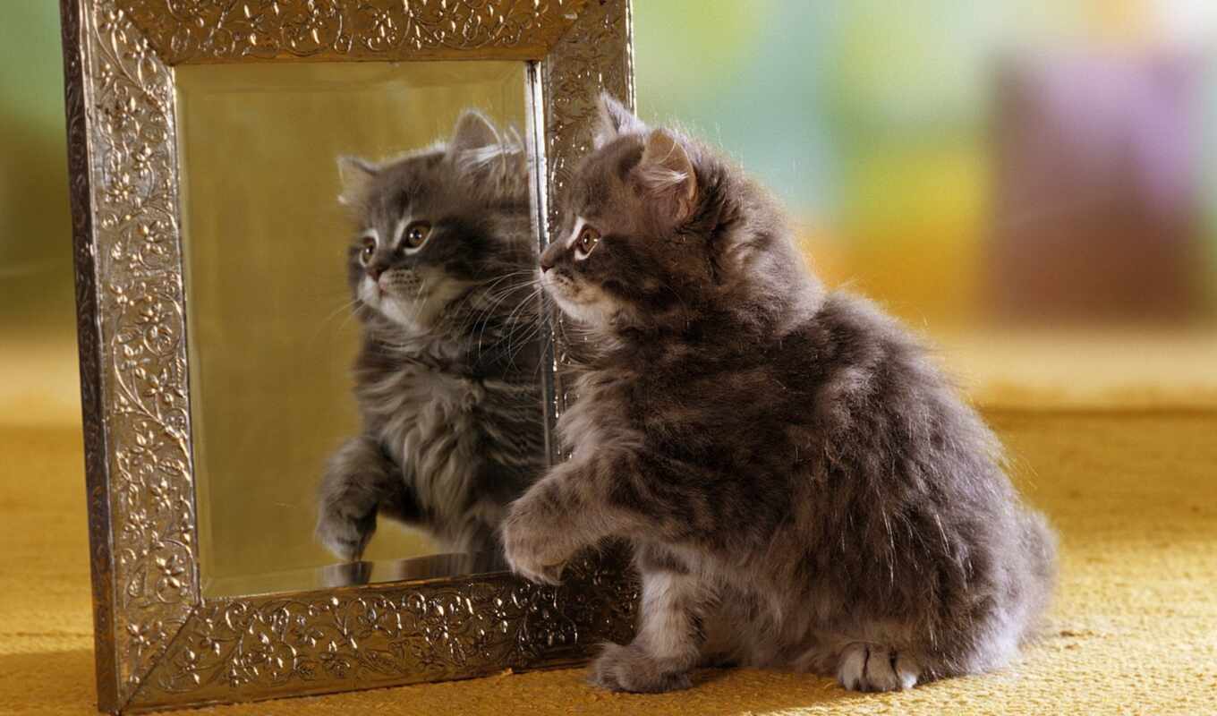 зеркало, кот, оригинал, котенок, отражение