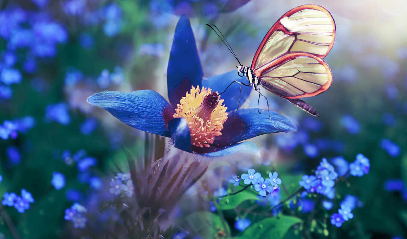 хороший, цветы, blue, ночь, бабочка, утро, gen, йога, цветок, бабочка