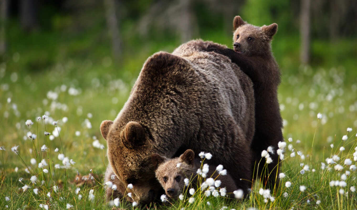 black, summer, смотреть, браун, медведь, kain, мамочка, kapağı, медведь, grizzly, beruang