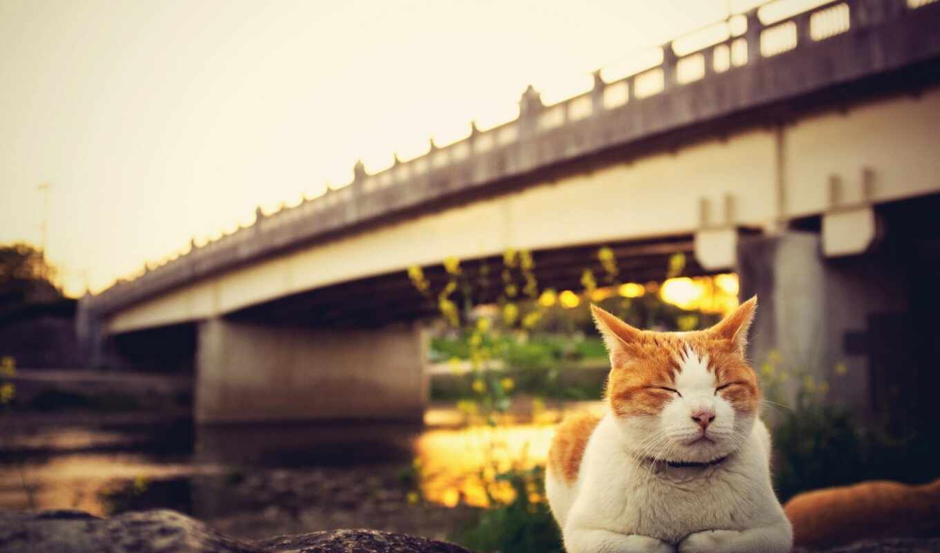 кот, мост, создать, арсенал