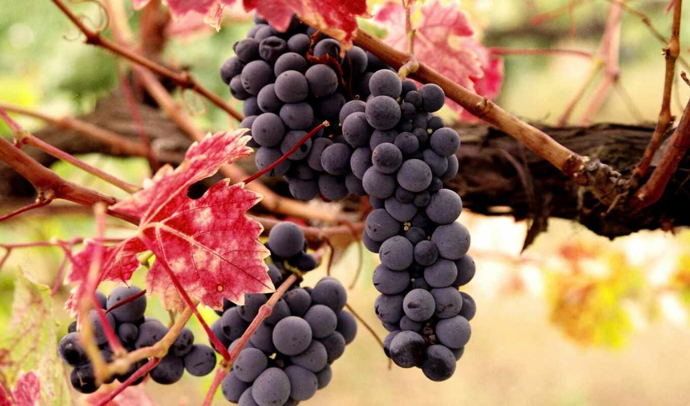 grape, cluster