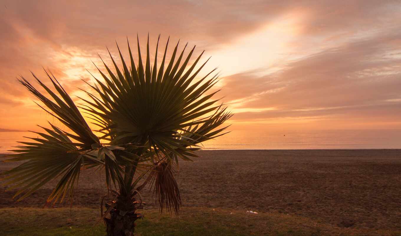 tree, sunset, branch, morning, palm
