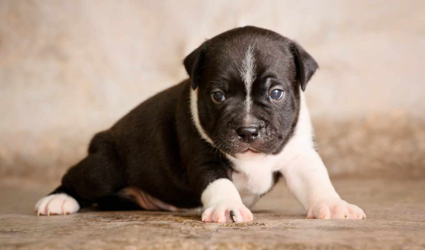 cute, dog, puppy, bull terrier, saffordshire, bull, bulldog, staffordshire, bulterier, dog