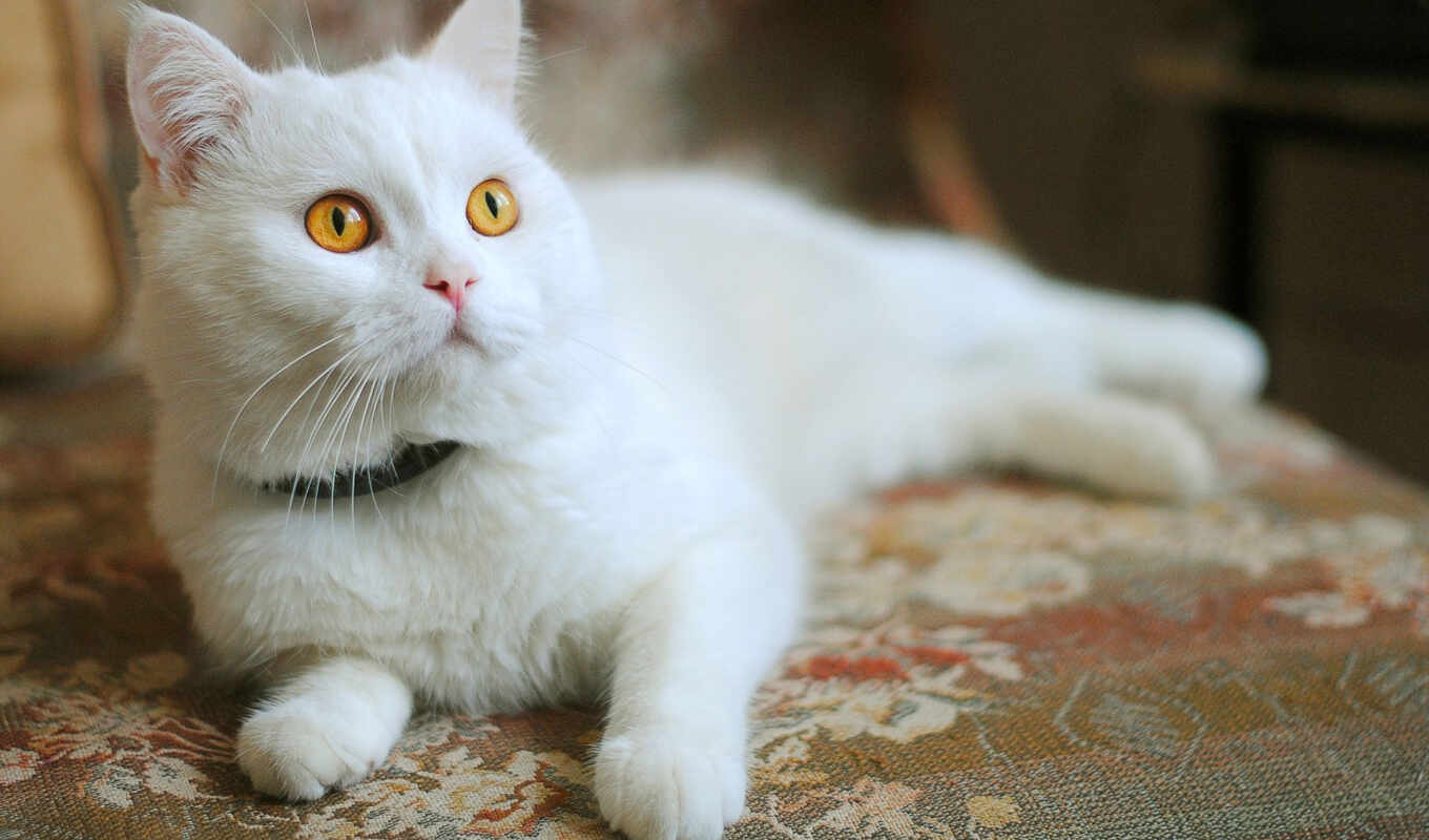white, кот, her, url, кошки, характер, оранжевый, пушистого