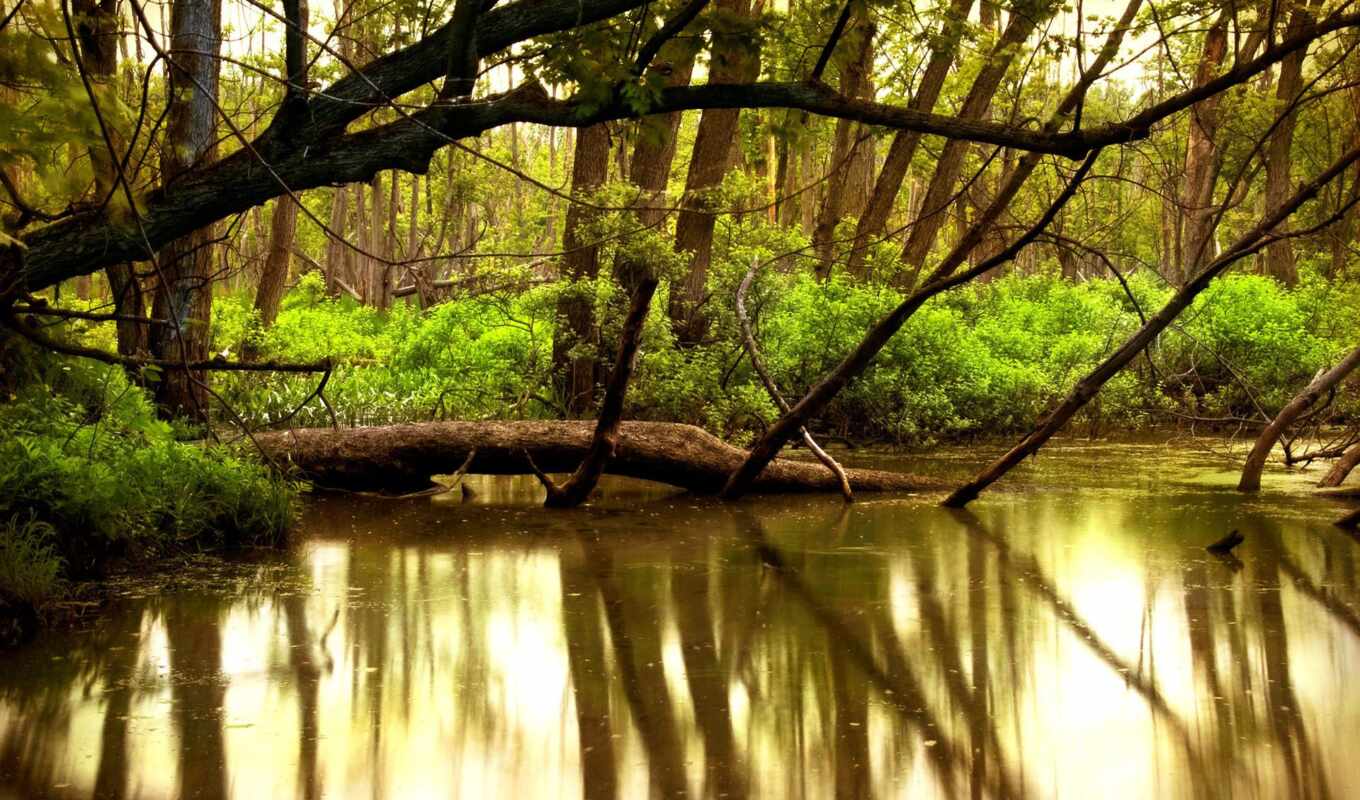 nature, photo, water, river, trees, river, the river, published, the woods