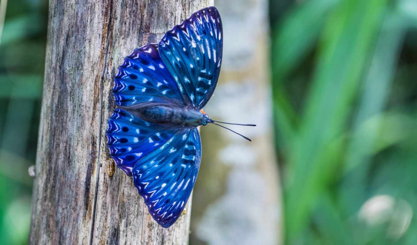 природа, blue, free, best, бабочка, julia