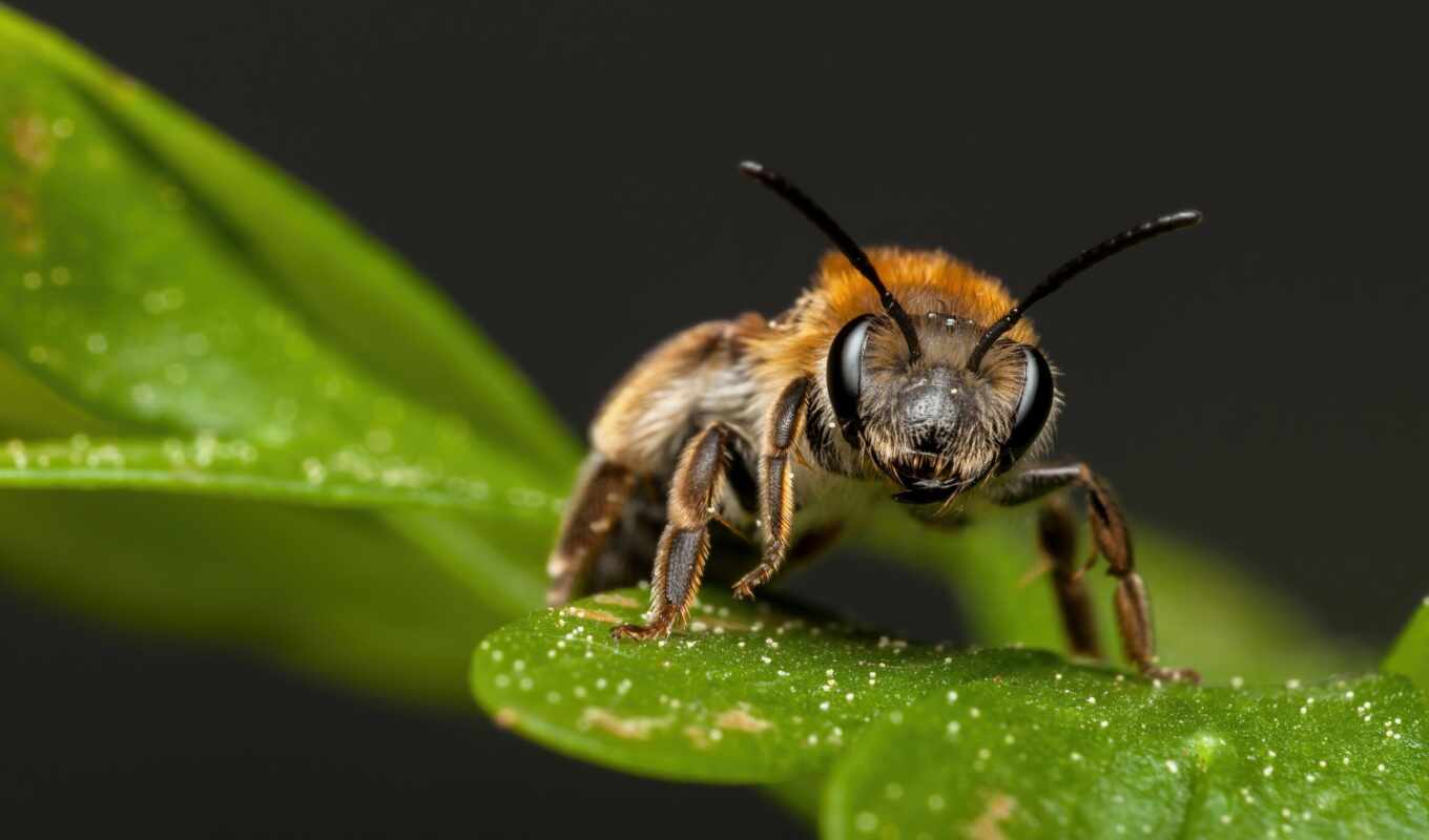природа, пчелка, качество, million, need, una, выбор, огромный, rm, affordable, amaze