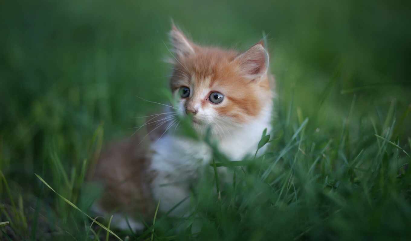 good, grass, cat, cute, kitty, animal, sit, sweetheart, narrow