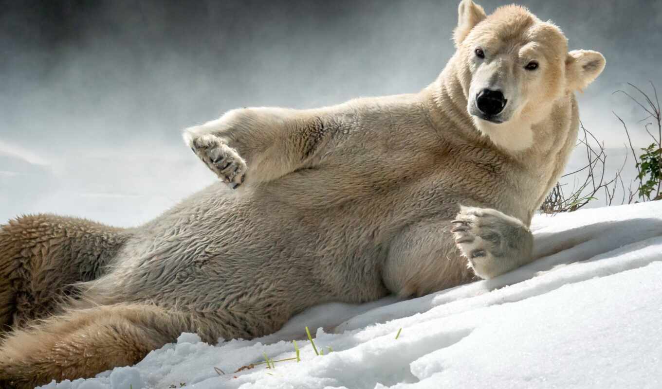 снег, медведь, animal, повозка, polar, id, tapetum, kutup