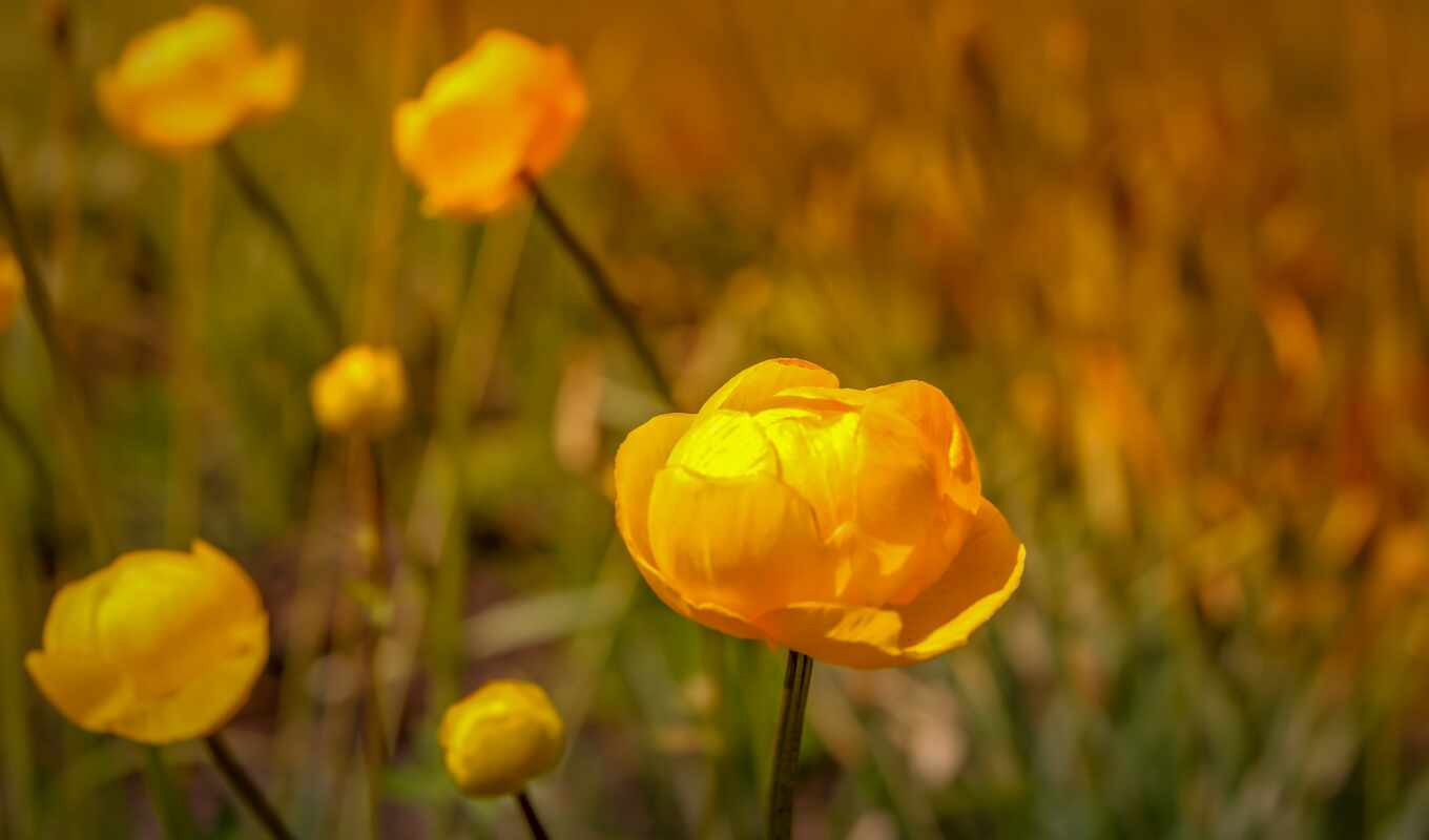 photo, flowers, mountain, quality, usage, buttercup, require, zichy, dallinger, herta