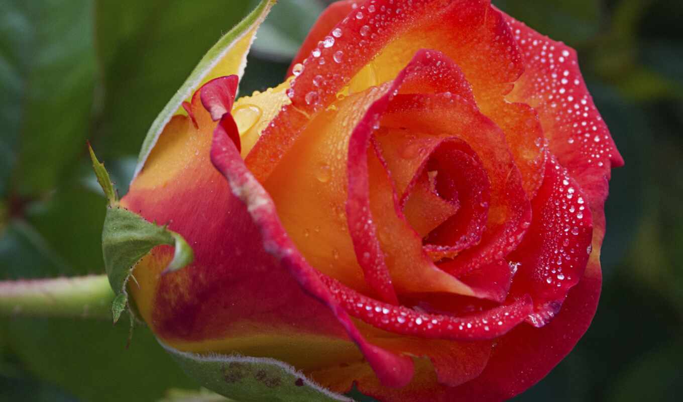 rose, sheet, water, flower, petal, plant, botany, hybrid rose tea