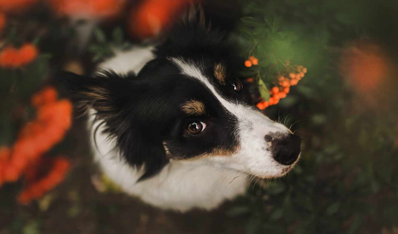 group, dog, see, breed, border, berry