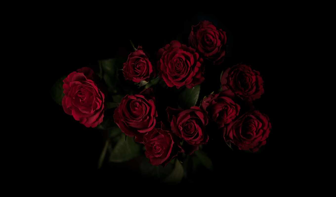 rose, bouquet