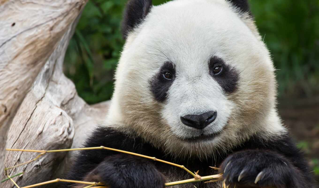 cute, panda, bear, animal, bamboo