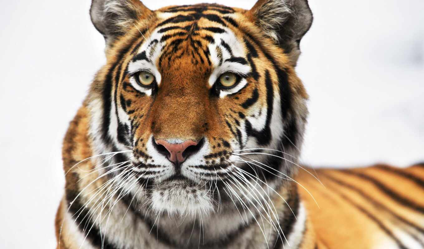 тигр, animal, siberian