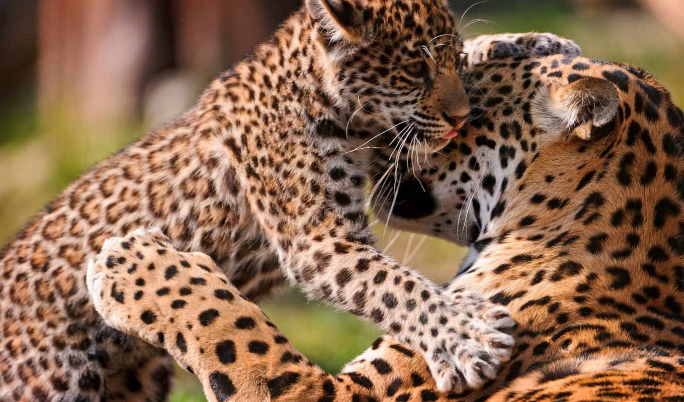 ecran, fond, леопард, леопарды, jaguar, fonds, sur, bebe, ягуары, animaux