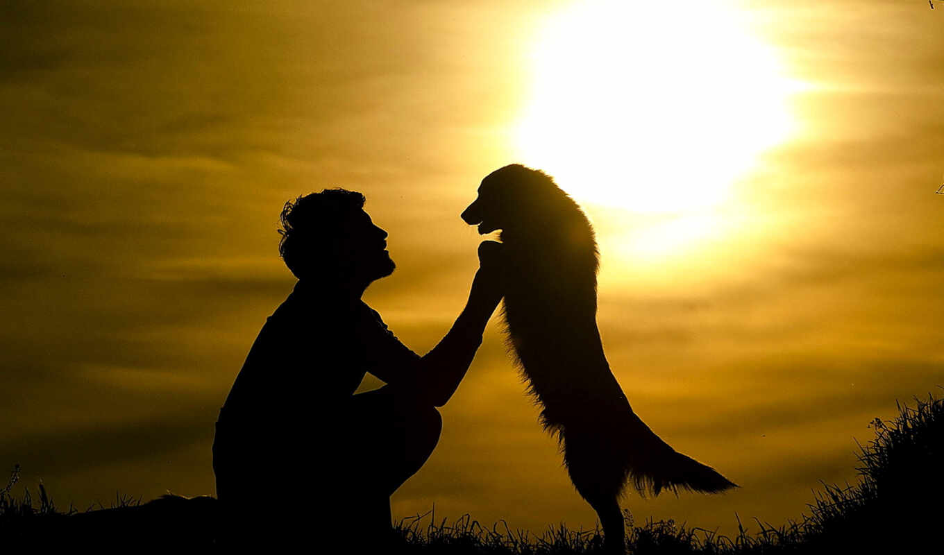 sun, sunset, guy, dog, friends, a shadow, mood, hug