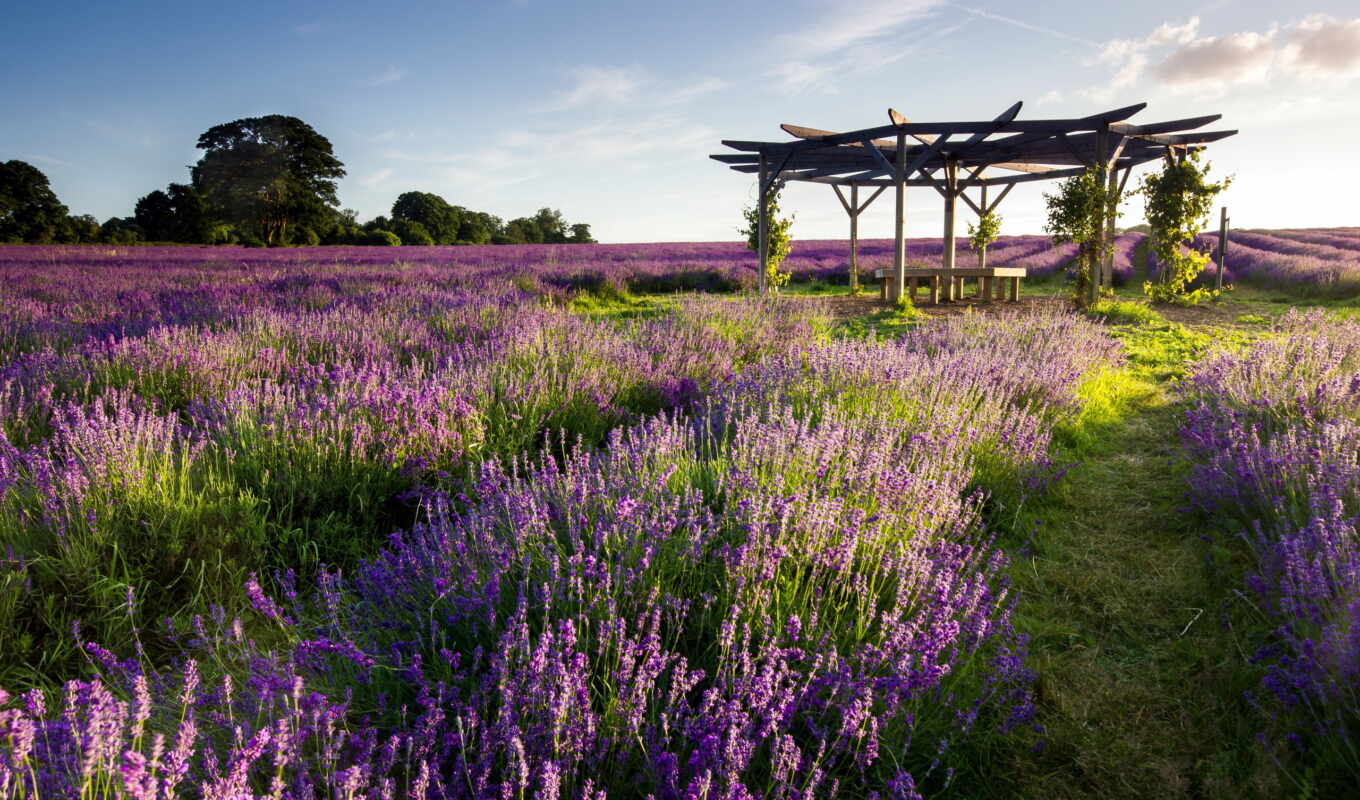 field, landscape, lodge, lavender, lavender