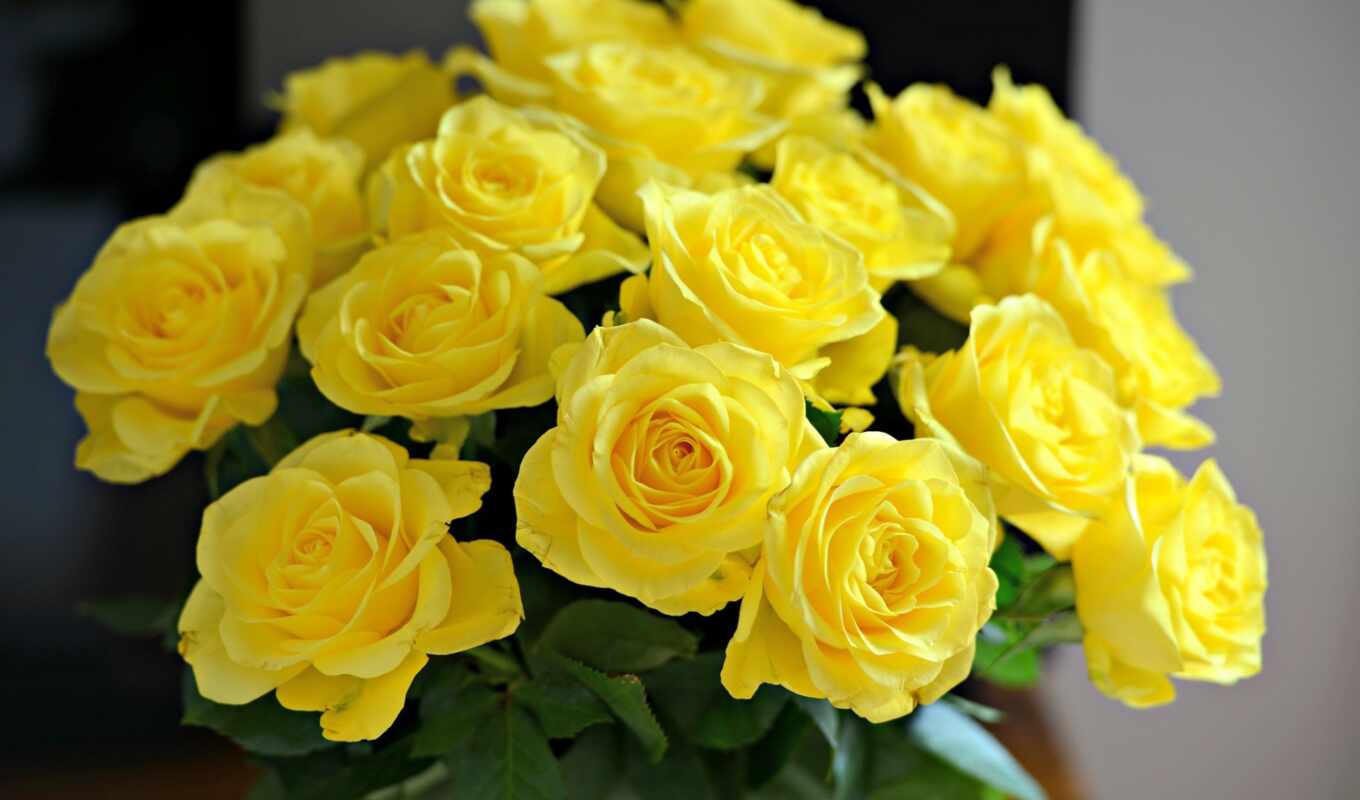 розы, желтые, букет, cvety, роз, жёлтых
