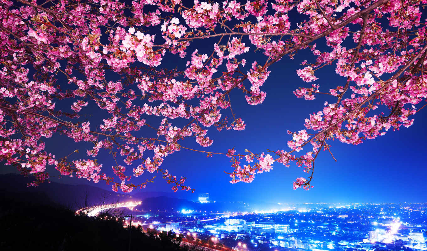 city, Sakura, japanese, more, Japanese, cvety, photo wallpapers, avatan