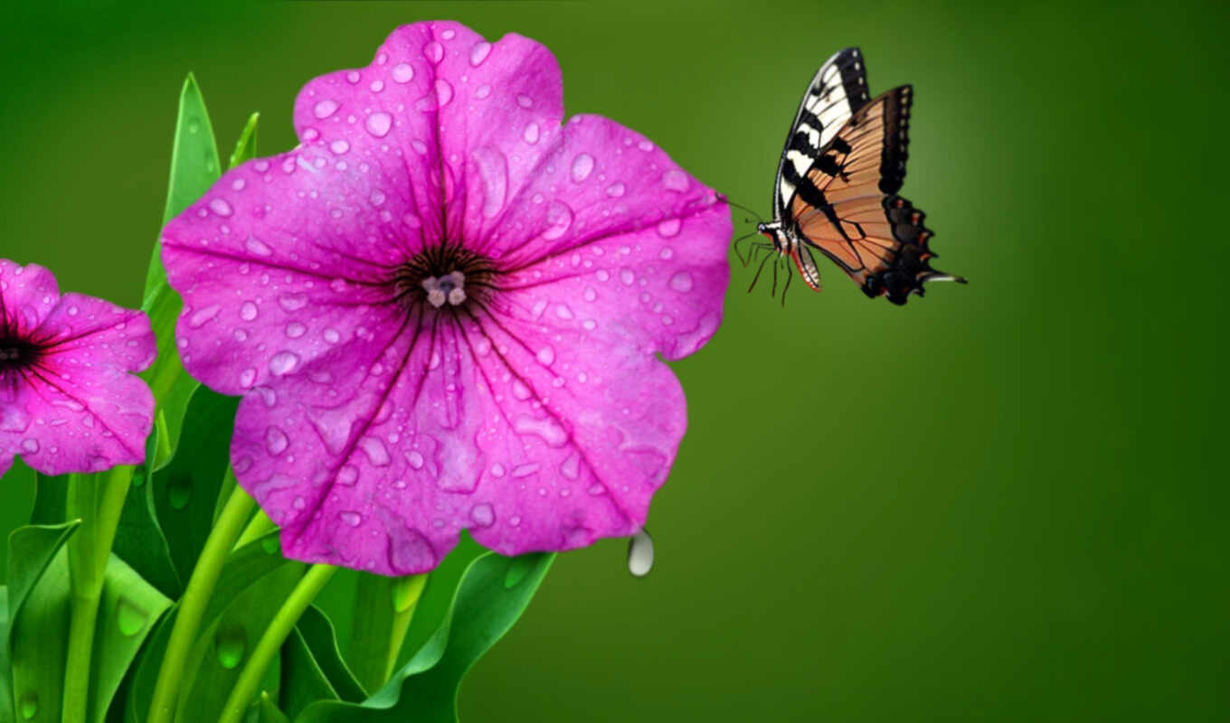 flowers, drop, red, butterfly, dew, beautiful, tag, petunia, back, wallpaper