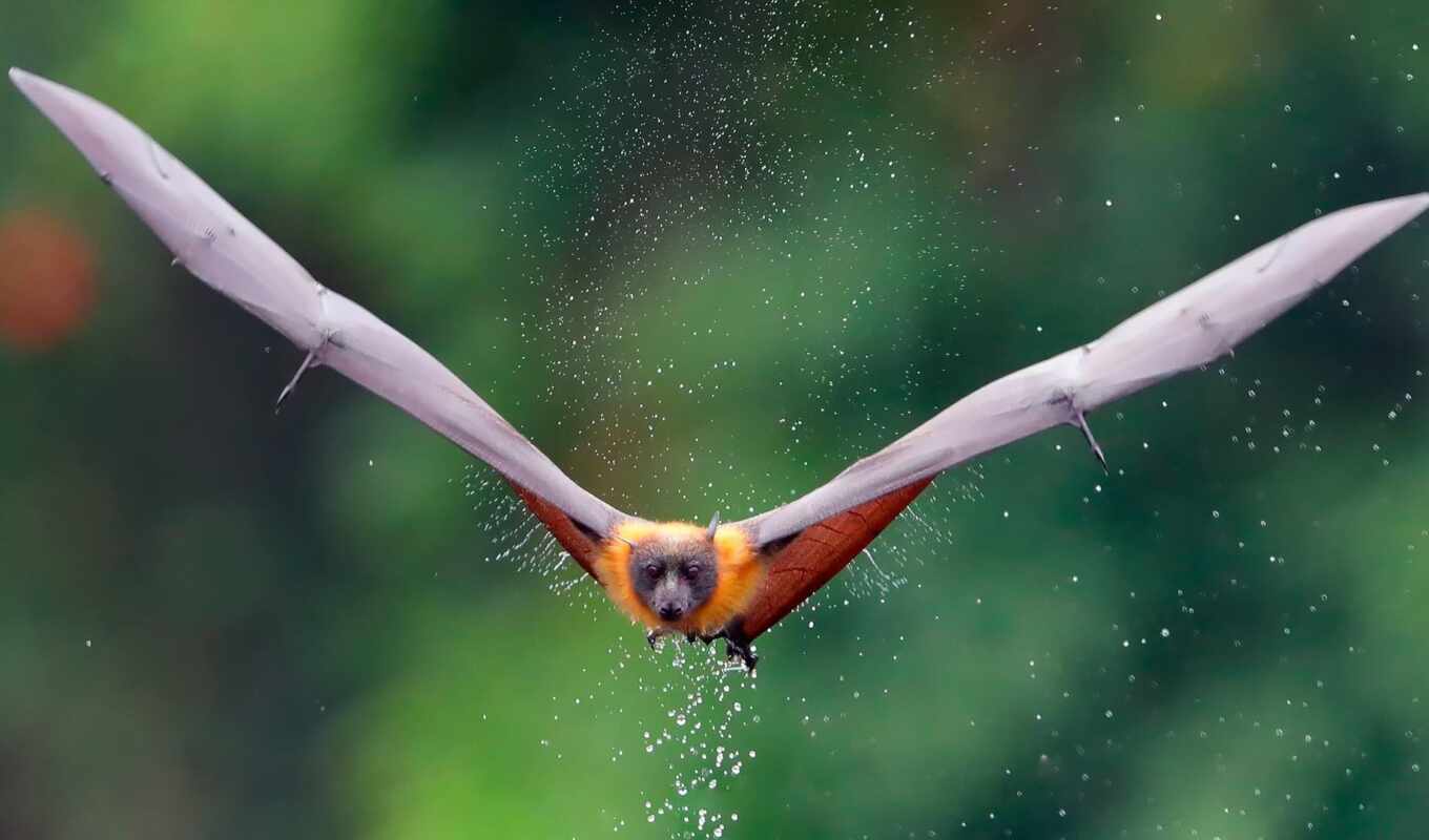 природа, bat, летучий