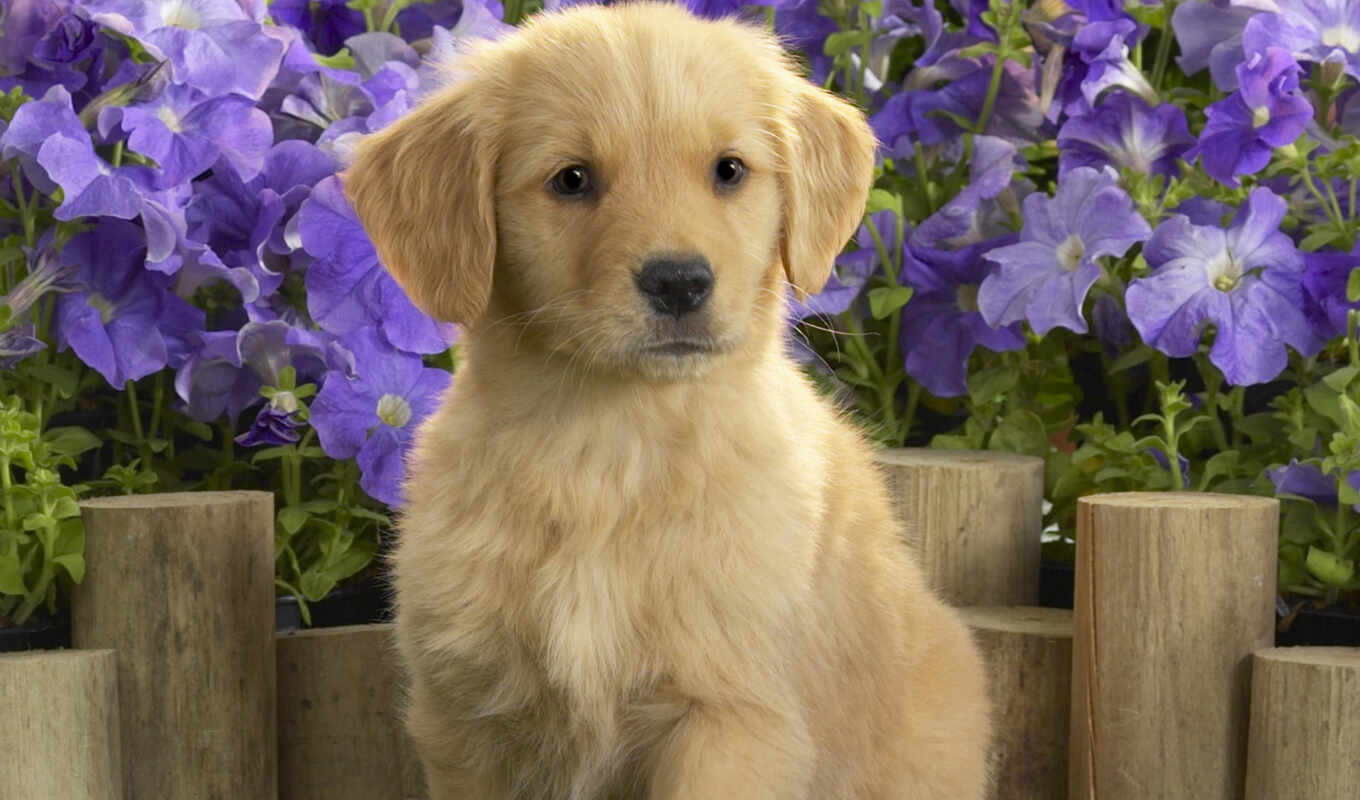 cute, dog, golden, puppy, Labrador, animal, retriever