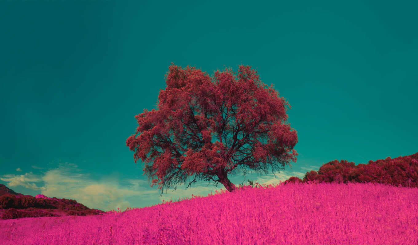 nature, sky, flowers, tree, landscape, pink