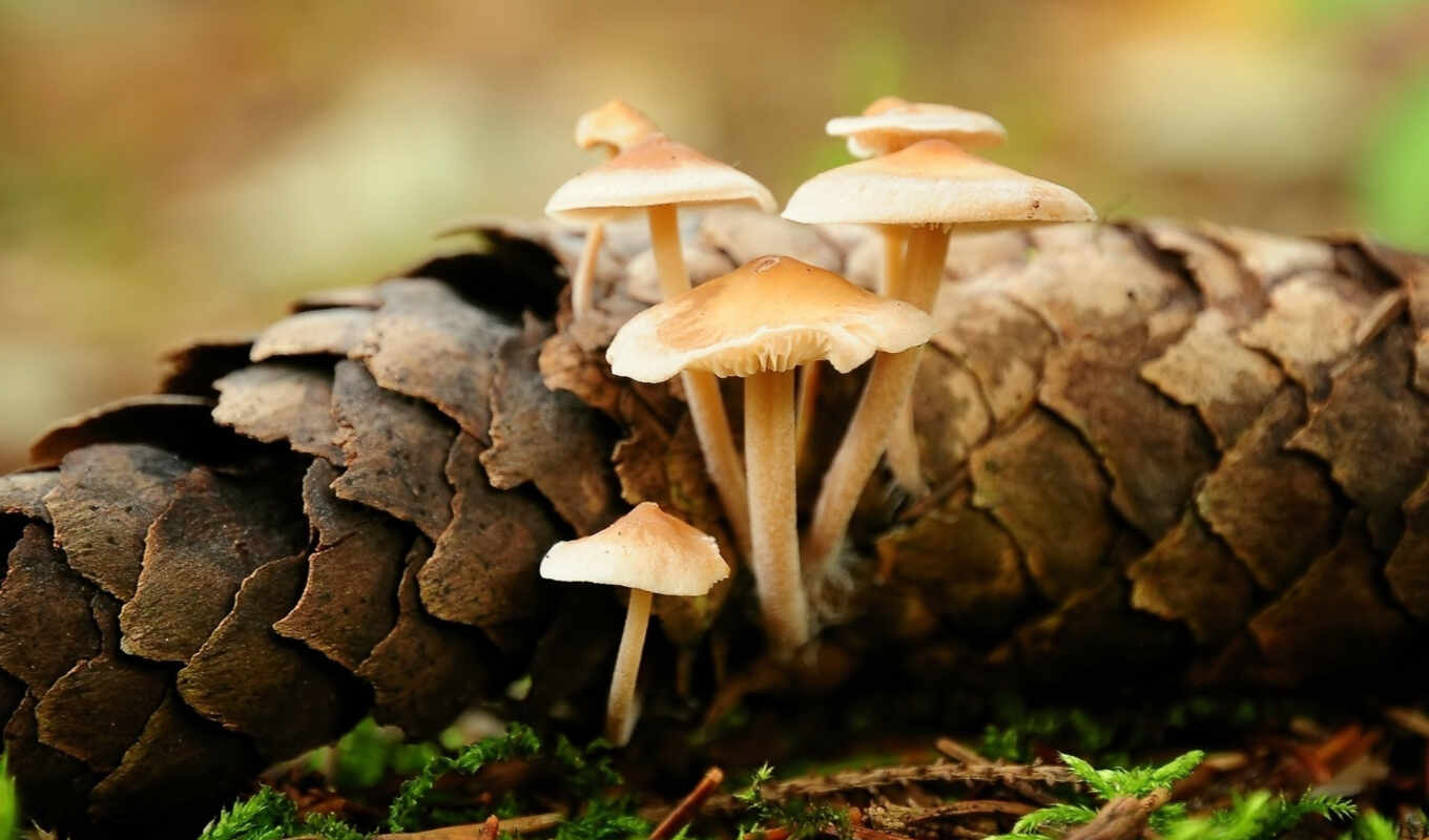 forest, mushrooms