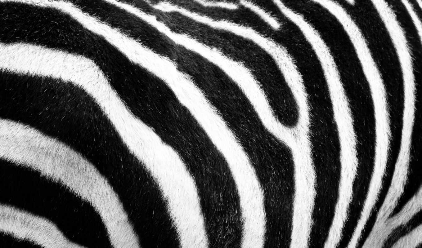 чёрно, white, нравится, полосы, текстура, текстуры, шерсть, мех, zebra, сафари