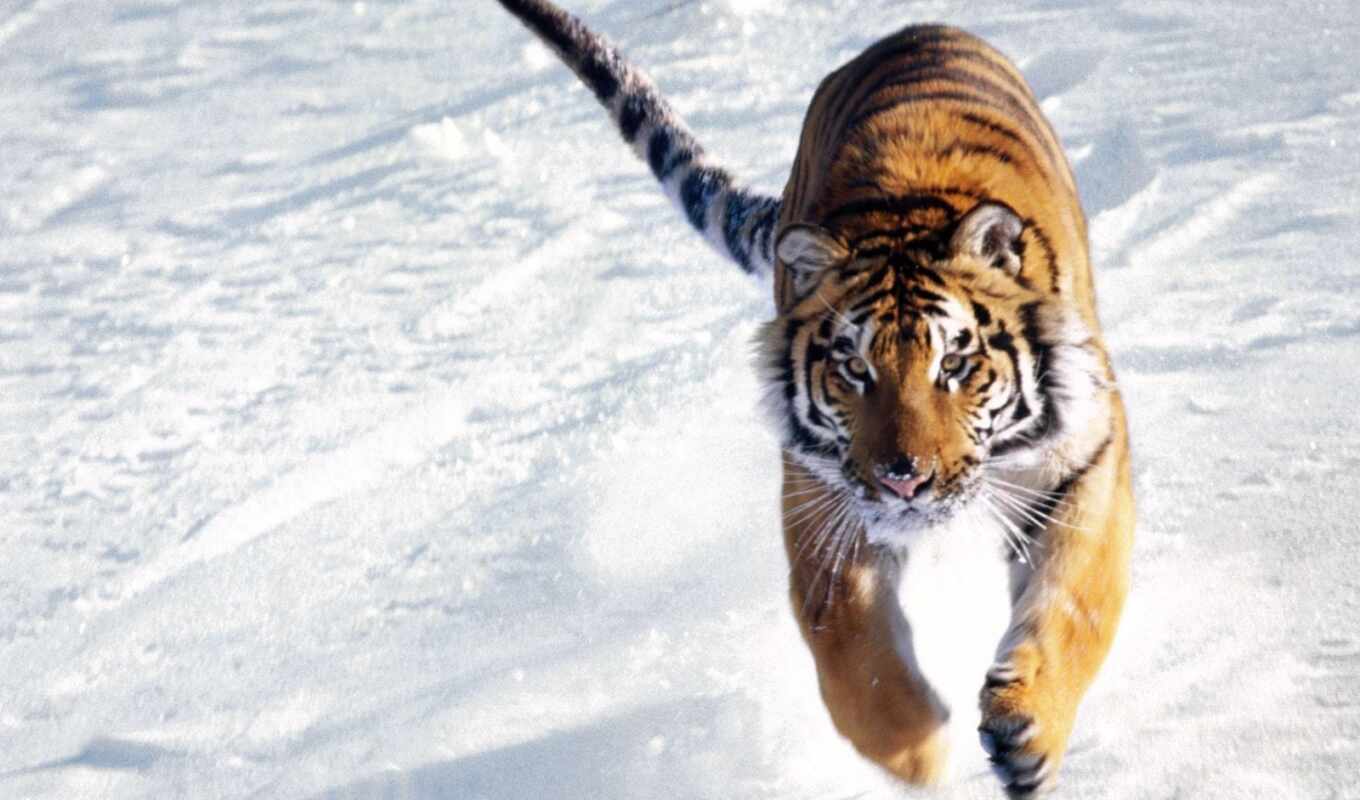 тигр, снегу, running, бежит