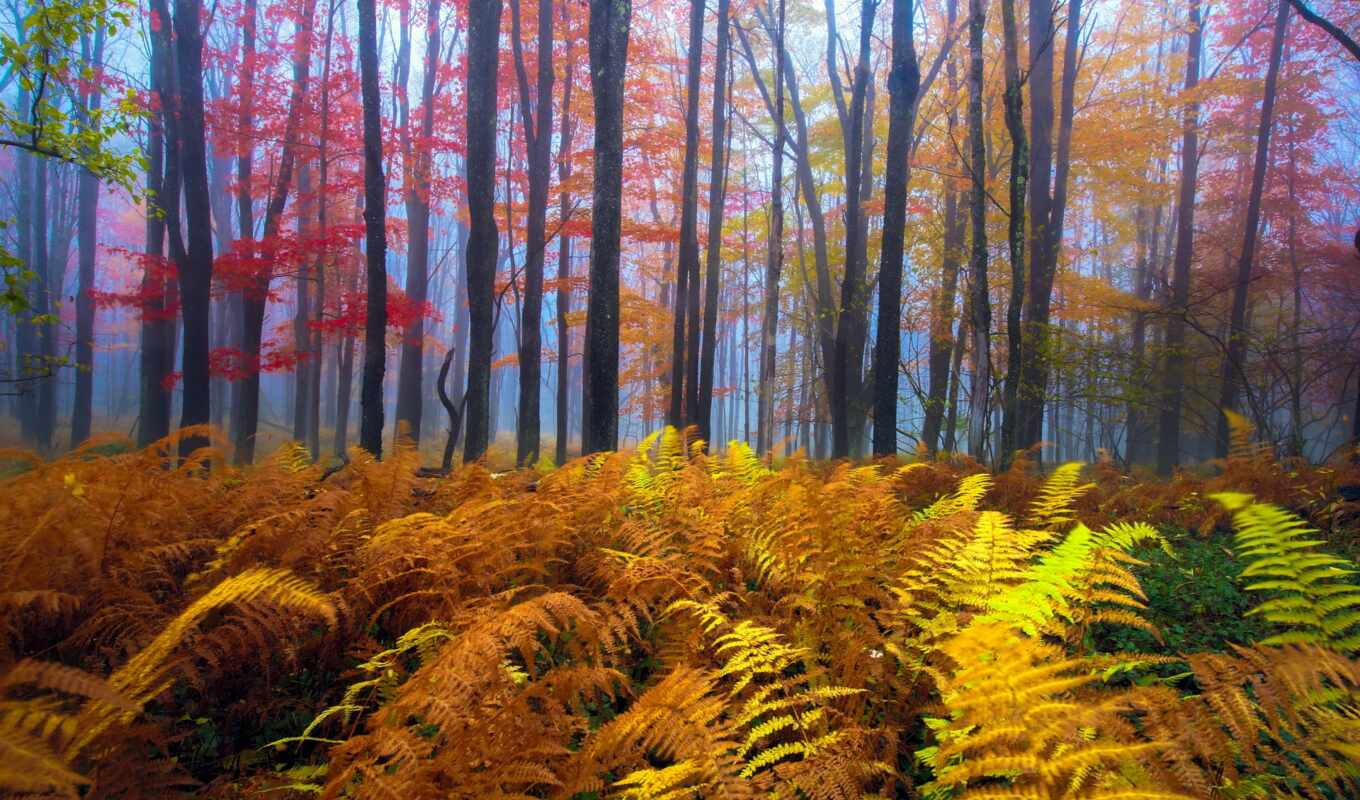 forest, autumn, foliage, trees, west, fern, autumn, the woods, growing, opera