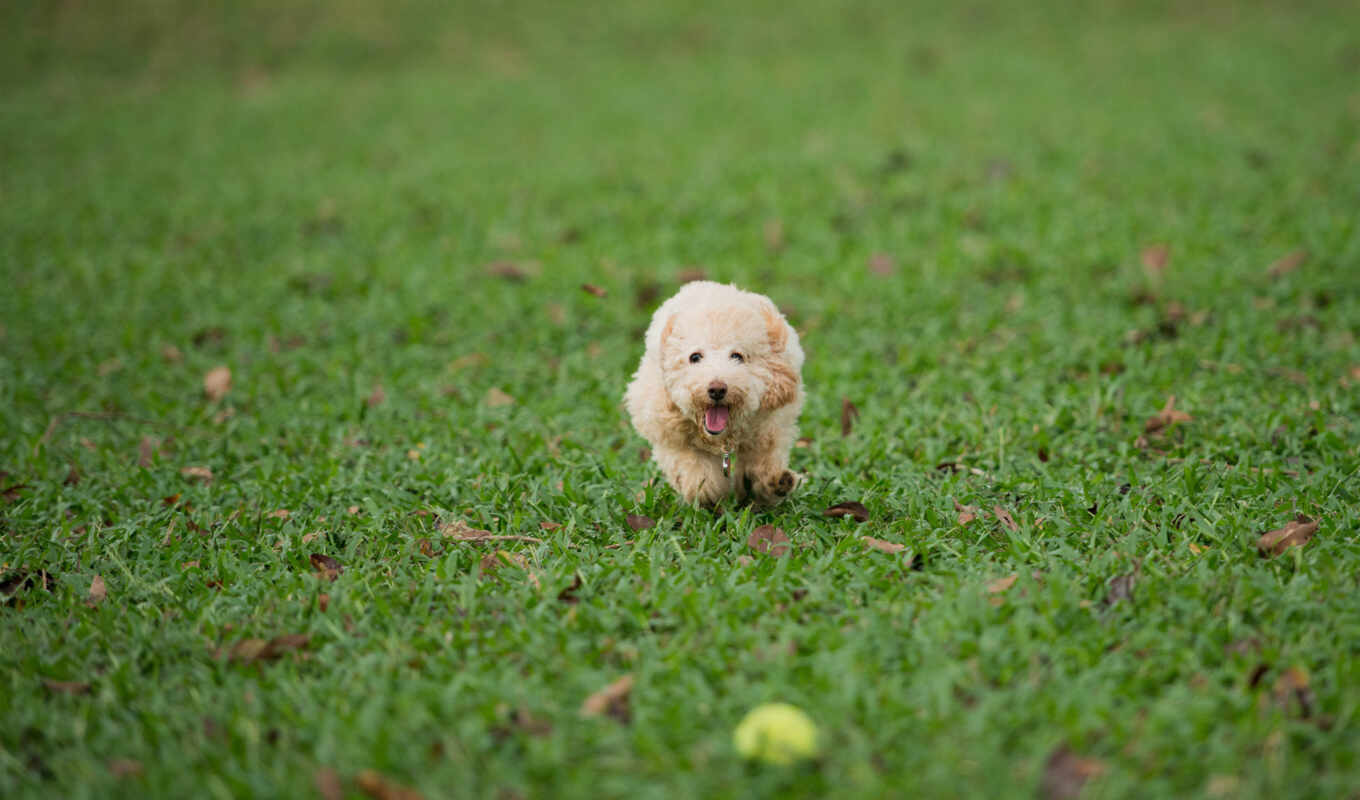 game, трава, собака, мяч, run, пушистая, газон