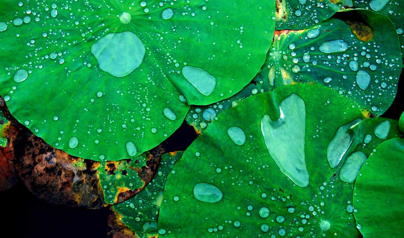 лист, капли, окно, water, после, drops, природы, дождя