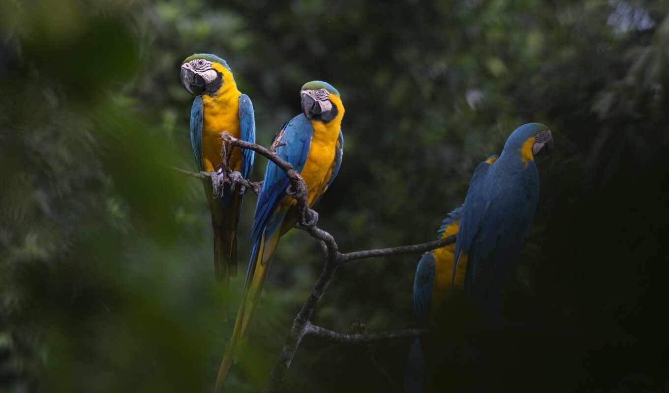 blue, птица, попугай, yellow, macaw, ave