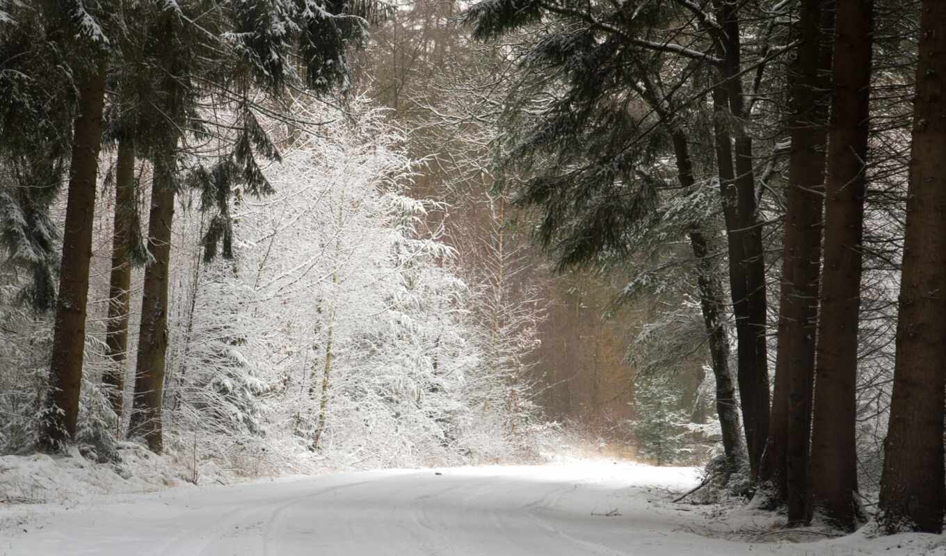 фото, снег, winter, лес, pine, fore