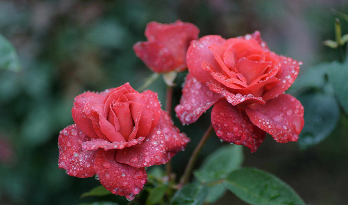 flowers, rose