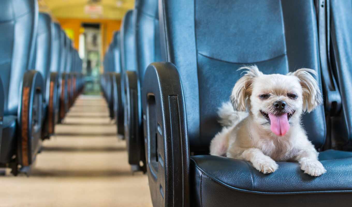 поезд, cute, собака, travel, pet