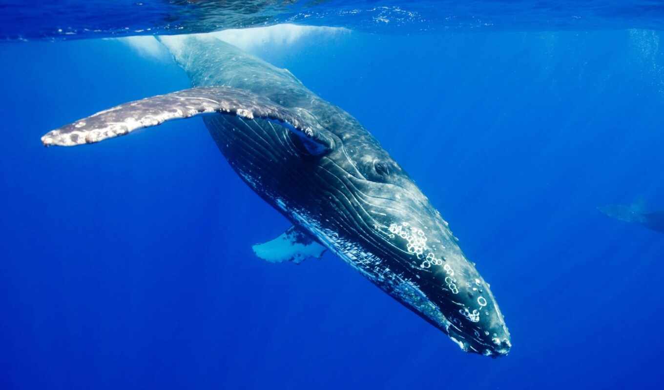 blue, ocean, animal, кит, underwater, humpback