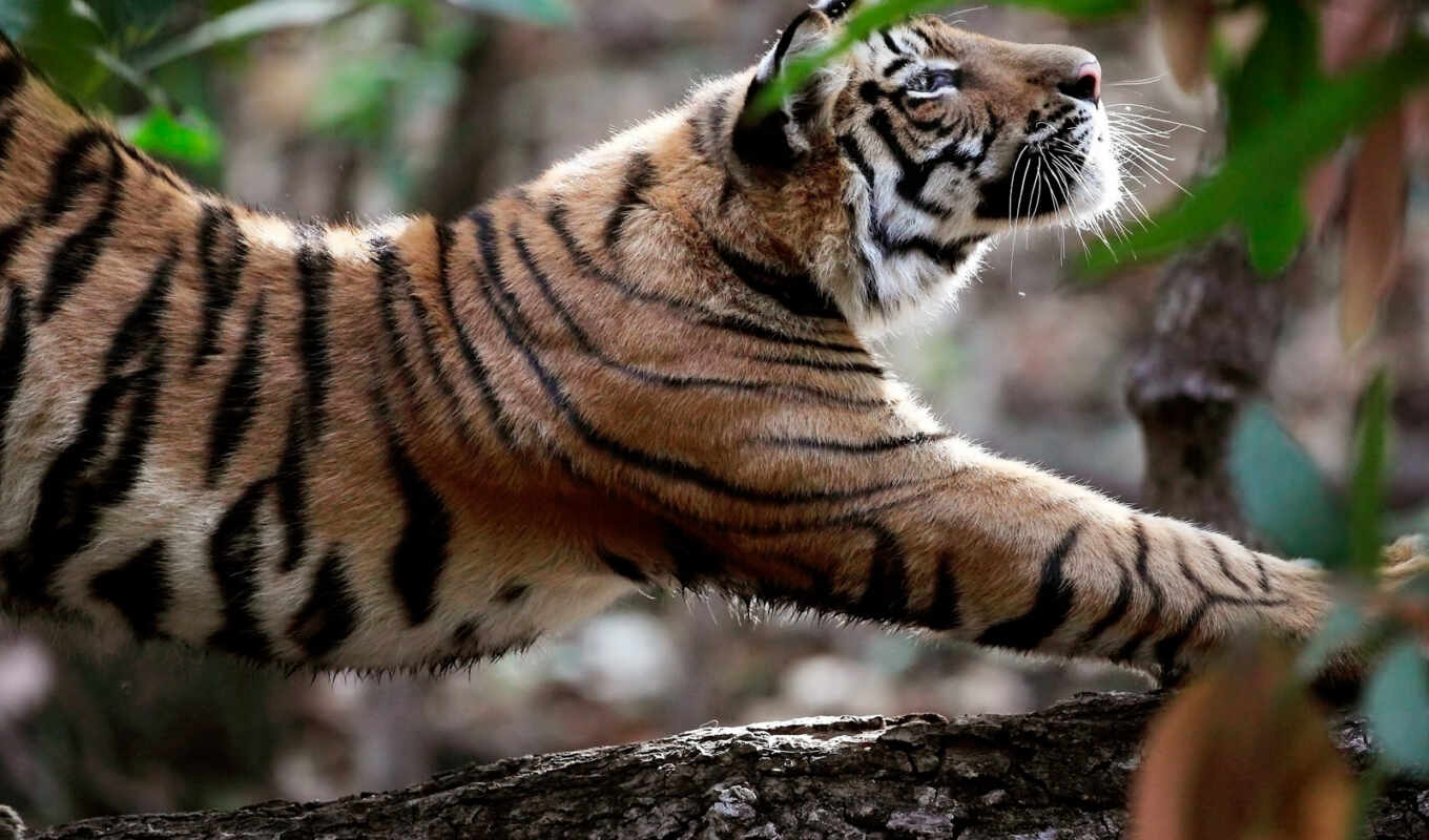 cat, tiger, animal, indian, national, stretched