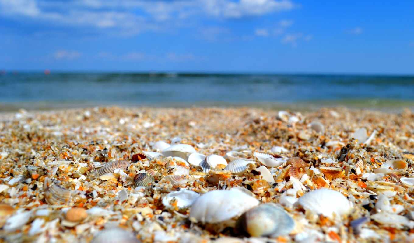 природа, desktop, full, пляж, ultra, shells