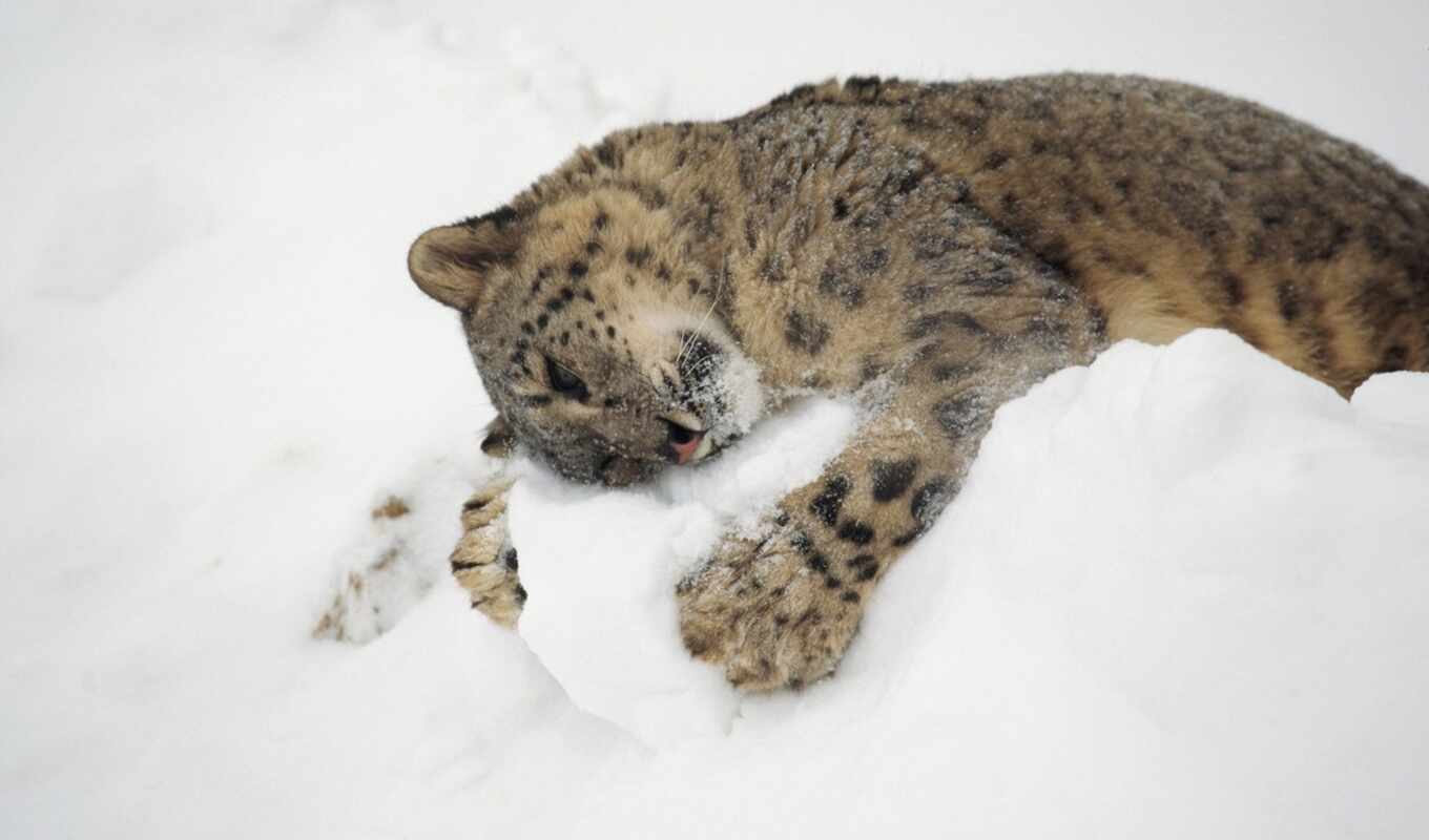снег, леопард, ирбис