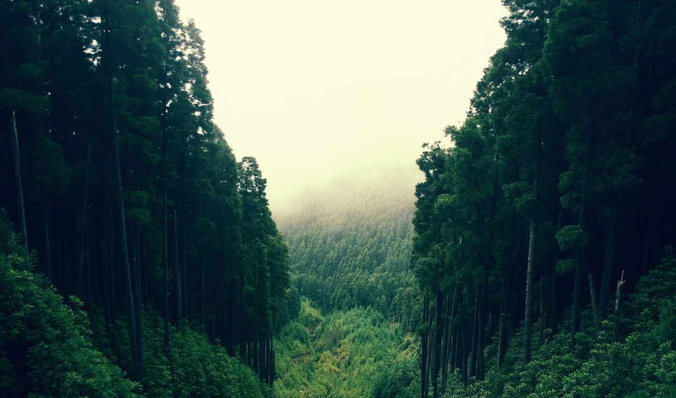 природа, зелёный, лес, бамбук, река, trees, густой