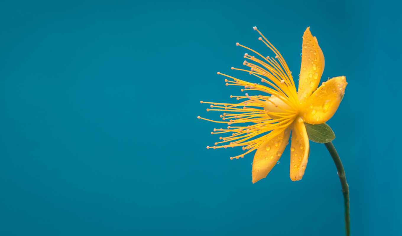 photo, flowers, background, colors, petals, see, plant, yellow, from, automotive, shirokoformatnyi