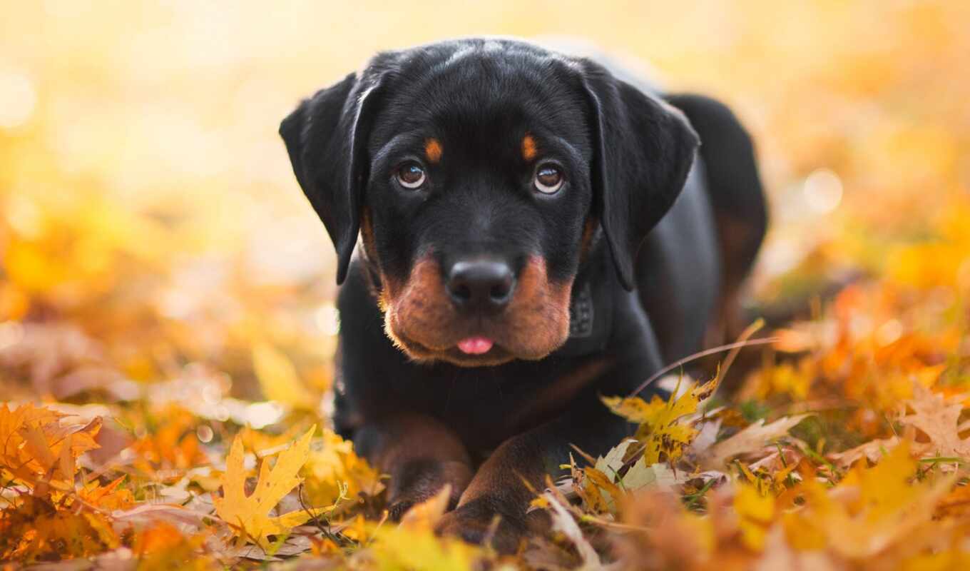 photo, autumn, puppy, breed, foliage, yellow, premium, lie, Rottweiler