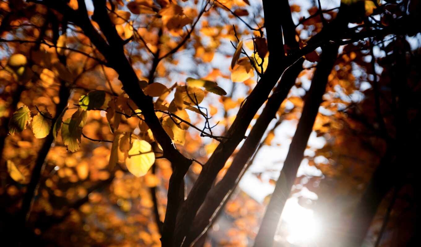 лист, дерево, осень, branch